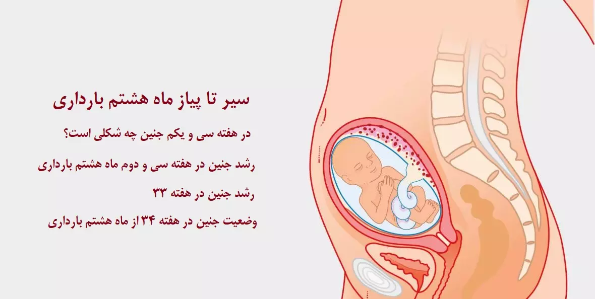 سیر تا پیاز ماه هشتم بارداری